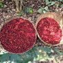 Ethiopia Chelbesa