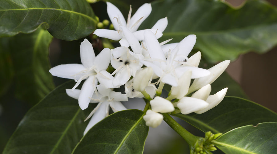 Top 10 Coffee Producing Countries