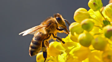 The Importance of Bees