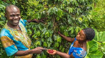 Our Ugandan Coffee: Importer Focus