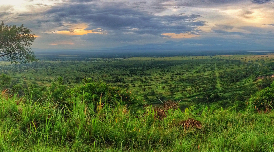 Coffee and Climate Change. What is the impact?