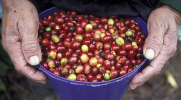 Coffee Processing Methods