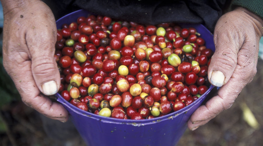 Coffee Processing Methods