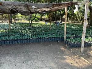 El Salvador La Reforma