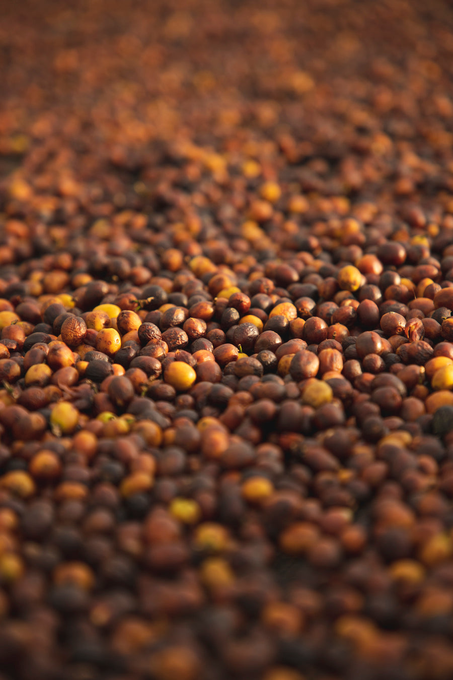 Brazil Caixa Da Fruta