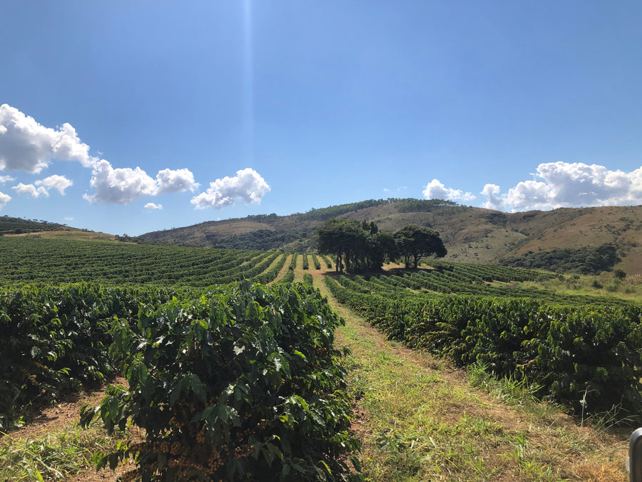 Brazil Caixa Da Fruta