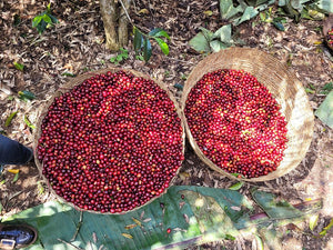 Ethiopia Chelbesa