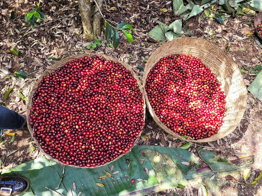 Ethiopia Chelbesa