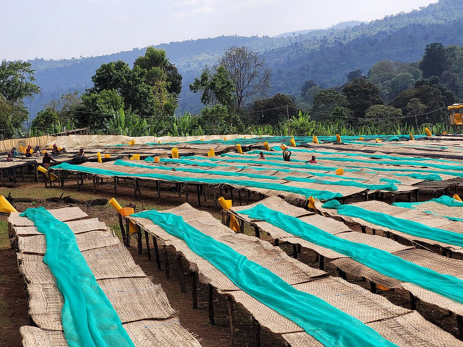 Ethiopia Chelbesa