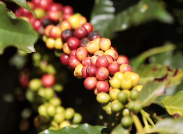 Brazil Caixa Da Fruta