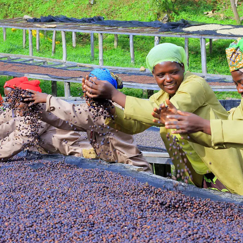 Rwanda Gasharu