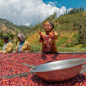 Rwanda Gasharu