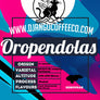 Honduras Oropendolas