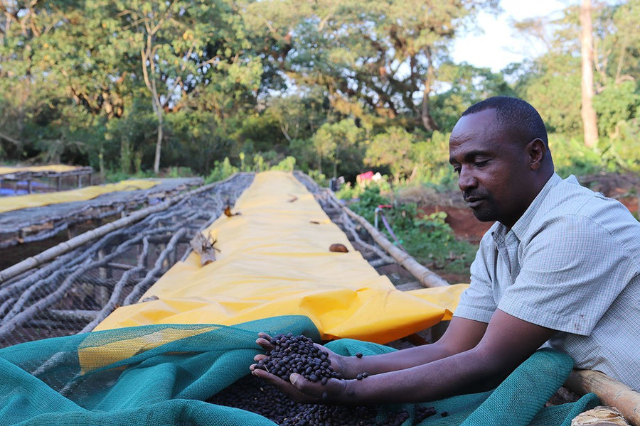 Ethiopia Abakeno - Django Coffee Co. 